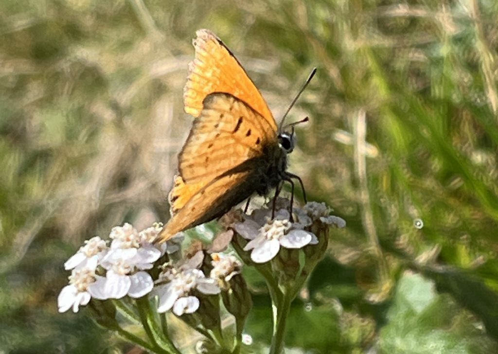 Lycaena virgaureae